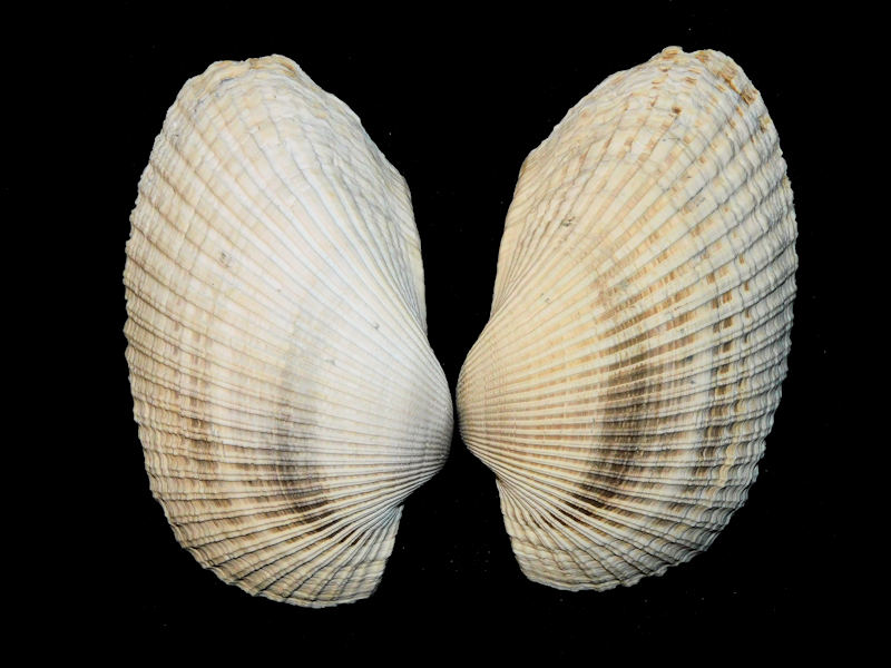 (image for) Anadara lienosa 4” or 100.16mm. "Large & a Beauty"#17840