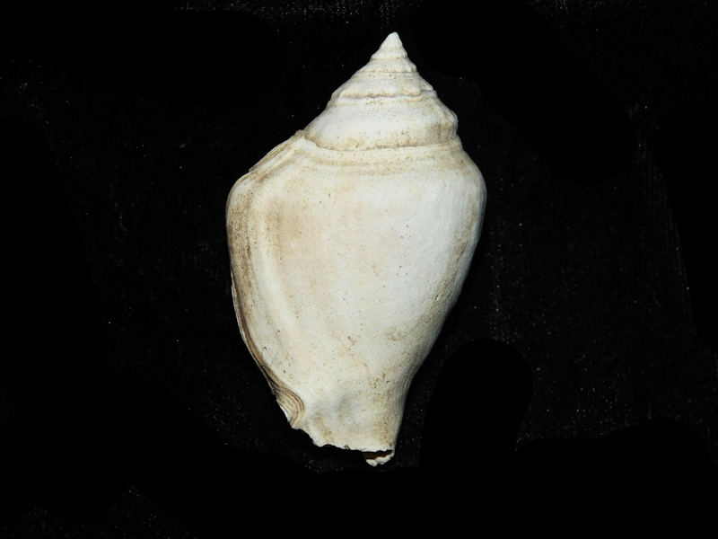 (image for) Strombus sarasotaensis cannoni 2 ¼ or 55.84mm. #17837